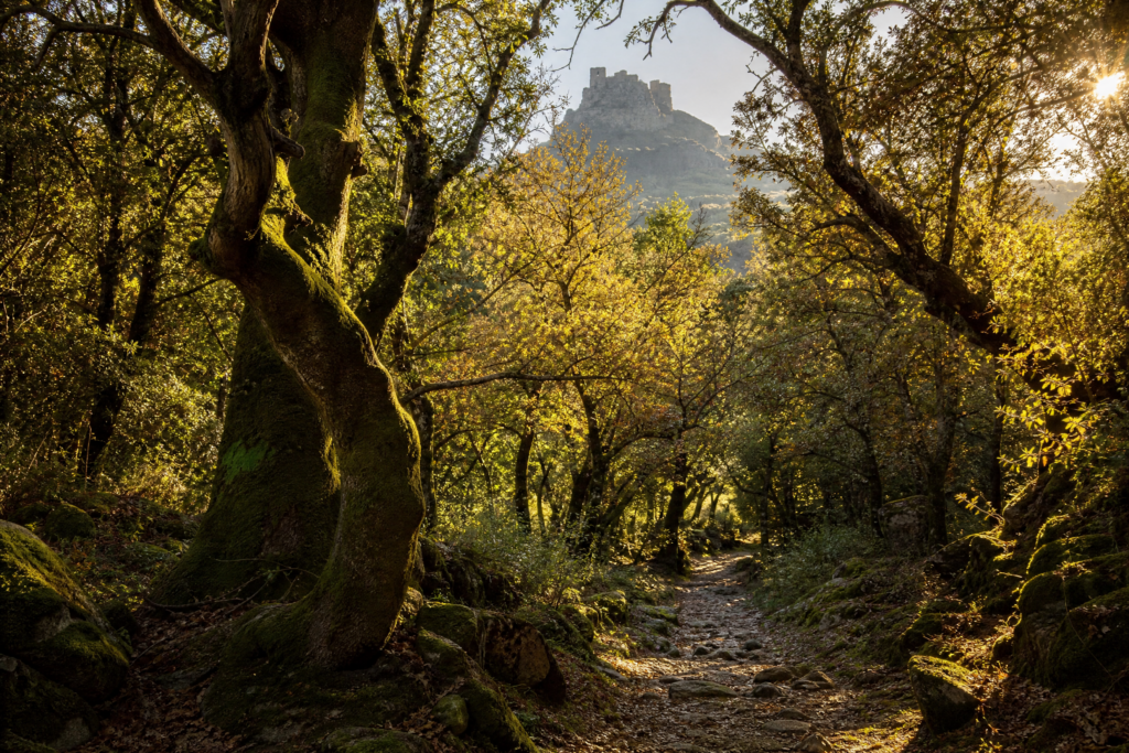 Foresta di Burgos con il castello sullo sfondo
